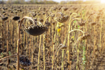 Withered Sunflowers in the Autumn Field Against Blue Sky. Ripened Dry Sunflowers Ready for Harvesting.