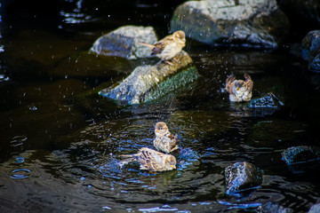 sparrows taking a bath