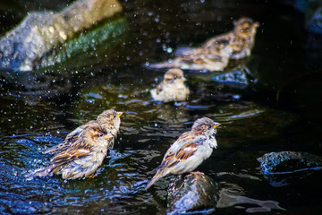 sparrows taking a bath