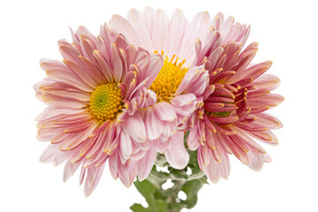 Three flowers of pink chrysanthemum, isolated on white background