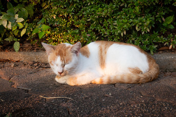 cute cat , 귀여운 강아지 