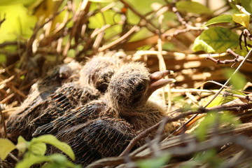 Obraz premium birds nest