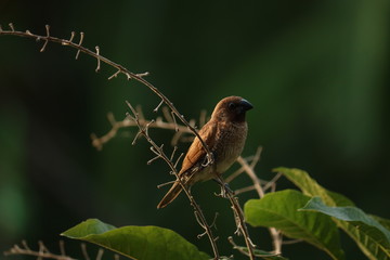 bird on a branch
