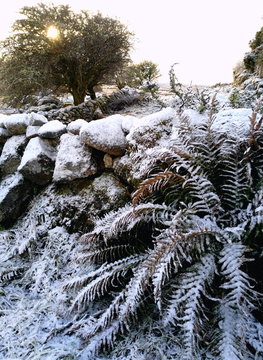 Snow , stone wall, snow dusted ferns, winter countryside scene from Connemara, Galway Ireland