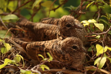 bird on nest