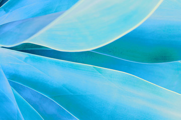 Tropical leaves trendy mint color close-up, abstract natural background.