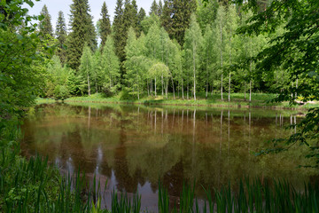 Лесное озеро. Средняя полоса России. Пейзаж.