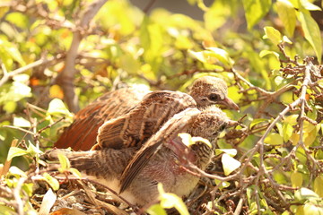 birds nest