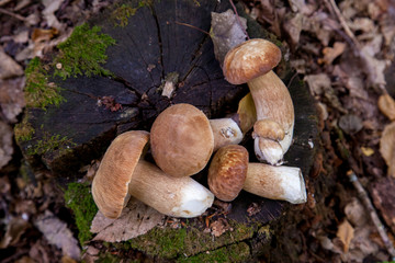 Several boletus mushroom in the wild. Porcini mushroom (Boletus aereus) on old fungy hemp in forest at autumn season..