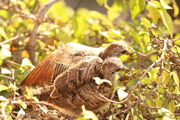 birds nest