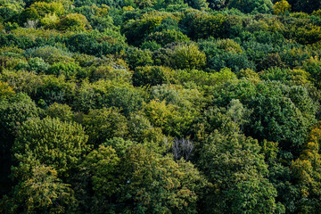 Forest from above