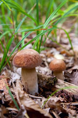 Mushroom family of boletus mushroom in the wild. Porcini mushroom grows on the forest floor at autumn season..