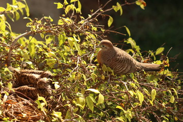 birds nest