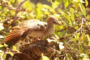 birds nest