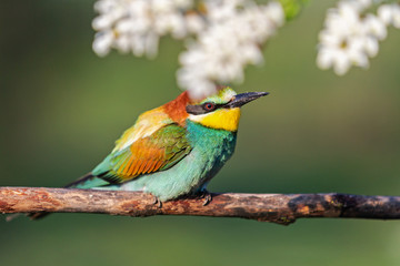 beautiful bird sits on a branch in robinia flowers