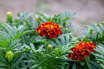 Close-up of beautiful marigold blossom, french marigold's flower, Tagetes patula. Tagetes garden flower.