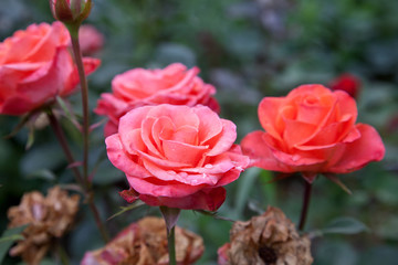 Beautiful rose bush growing in the garden.