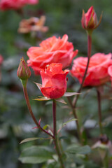 Beautiful rose bush growing in the garden.