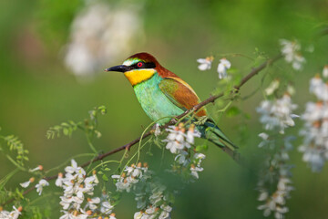 beautiful wild bird sits on a branch in robinia flowers