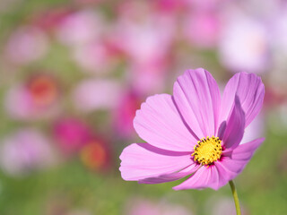 Obraz premium コスモスの花