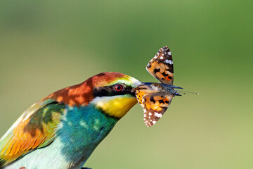 Fototapeta premium bright wild bird with a butterfly in its beak