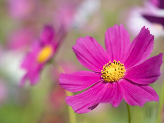 コスモスの花