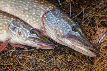 Freshwater pike fish. Two Freshwater pikes fish lies on keep net at autumn time..