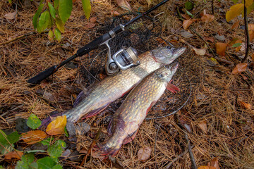 Freshwater pike fish. Two Freshwater pikes fish lies on keep net and fishing rod with reel..