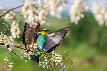 Fototapeta premium wild bird flies and lands in robinia flowers