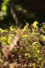 Fototapeta premium birds nest