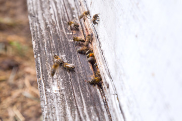 Swarming bees at the entrance of white beehive in apiary..