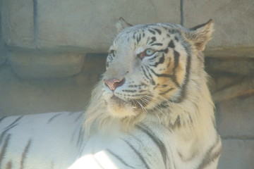 ホワイトタイガー