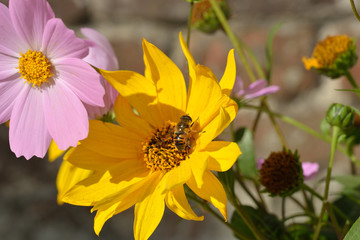 Drone fly is sitting on Rudbeckia flower.
