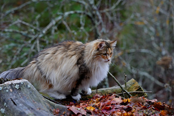 A norwegian forest cat female sitting outdoors on an autumnal gray day
