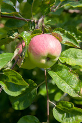 Shiny delicious green apples on a branch ready to be harvested in an apple orchard..