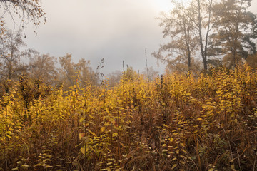 Autumn forest