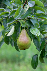 Shiny delicious pears hanging from a tree branch in the orchard..