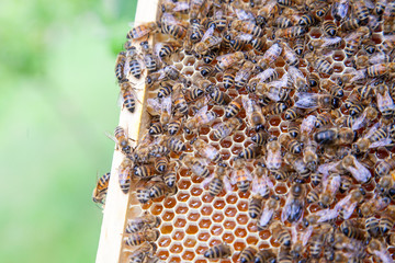 Close up view of working bees on honeycomb with sweet honey.