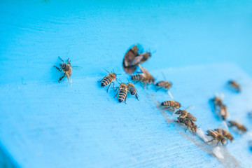Swarming bees at the entrance of light blue beehive in apiary..
