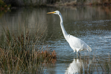 Great Egret hunting in natural wetland surround, Australian native bird.