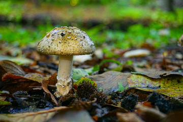 mushroom in the forest