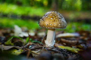 mushroom in the forest