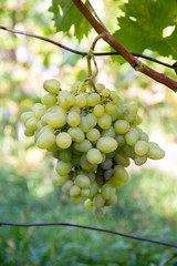 Bunch of green grapes in the garden.