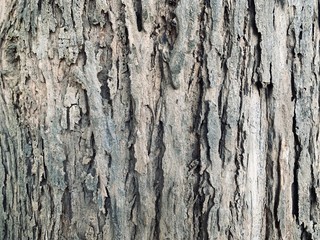 old tree bark