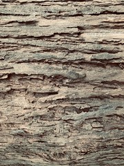 old wood texture of tree bark