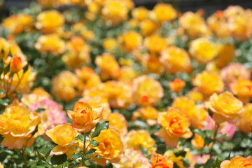お花畑