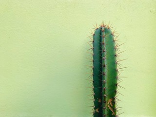 cactus on a branch