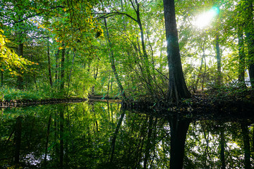 trees in the forest with reflection