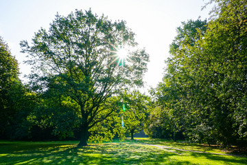 Fototapeta na wymiar green trees in a park