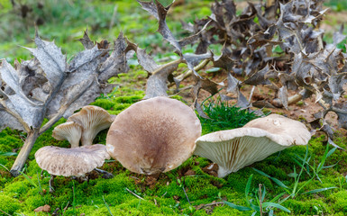 Setas de cardo en su hábitat. Pleurotus eryngii.